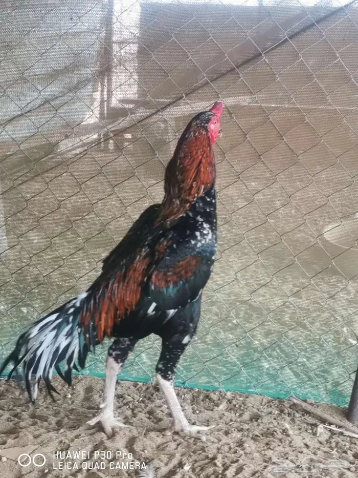 ديك سندي بيور 2