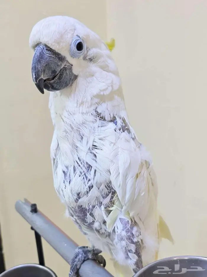 كوكاتو ترايتون 2