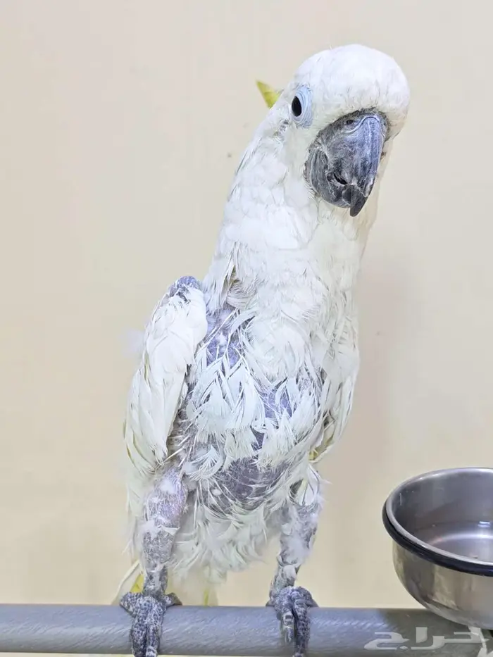 كوكاتو ترايتون 0