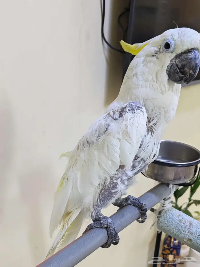 كوكاتو ترايتون 3