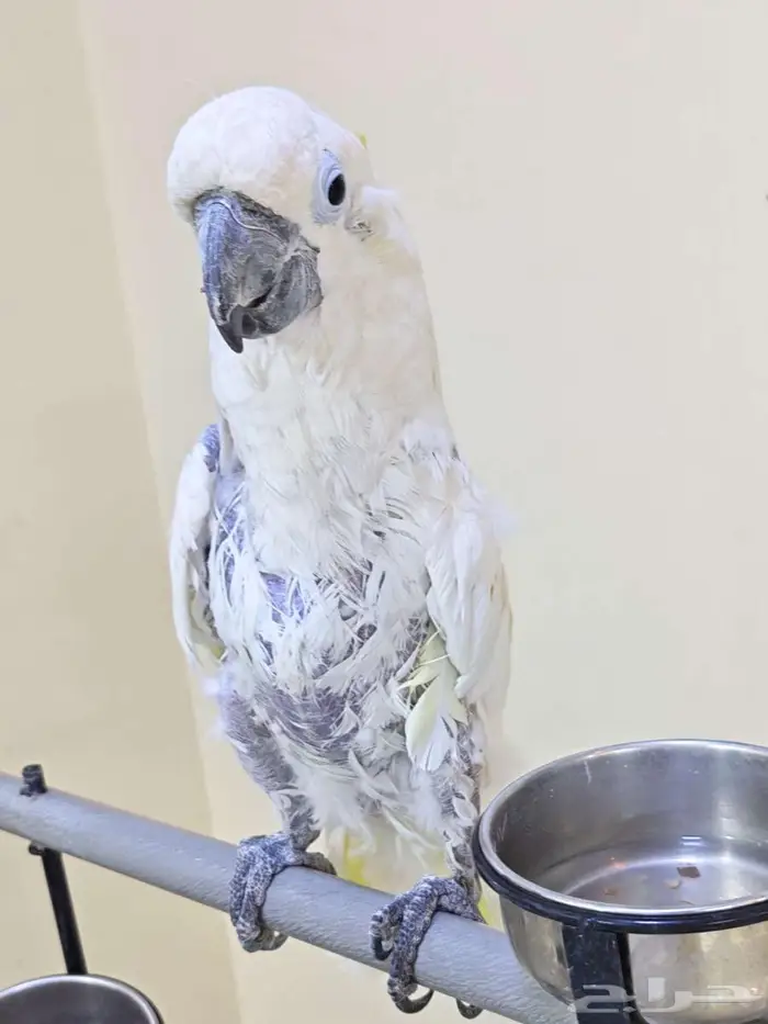 كوكاتو ترايتون 1