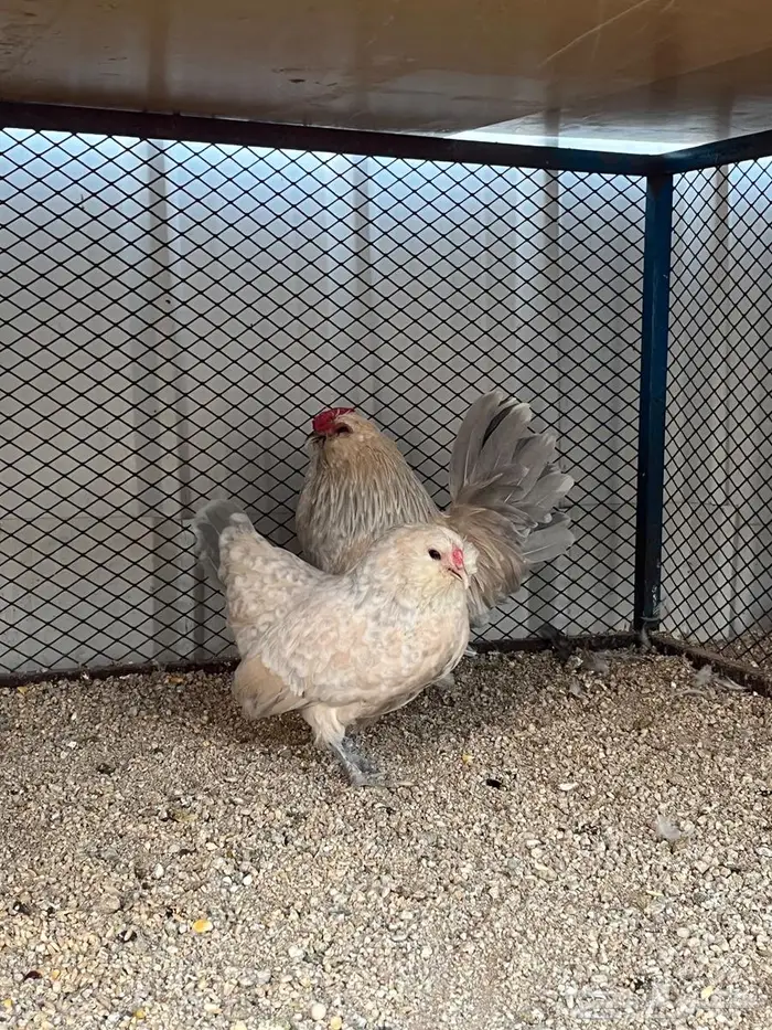 جوز بوم مميز وفاخر 2