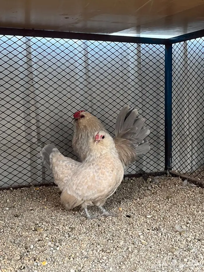 جوز بوم مميز وفاخر 1