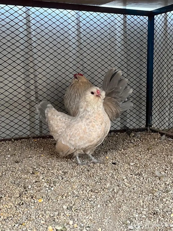 جوز بوم مميز وفاخر 0