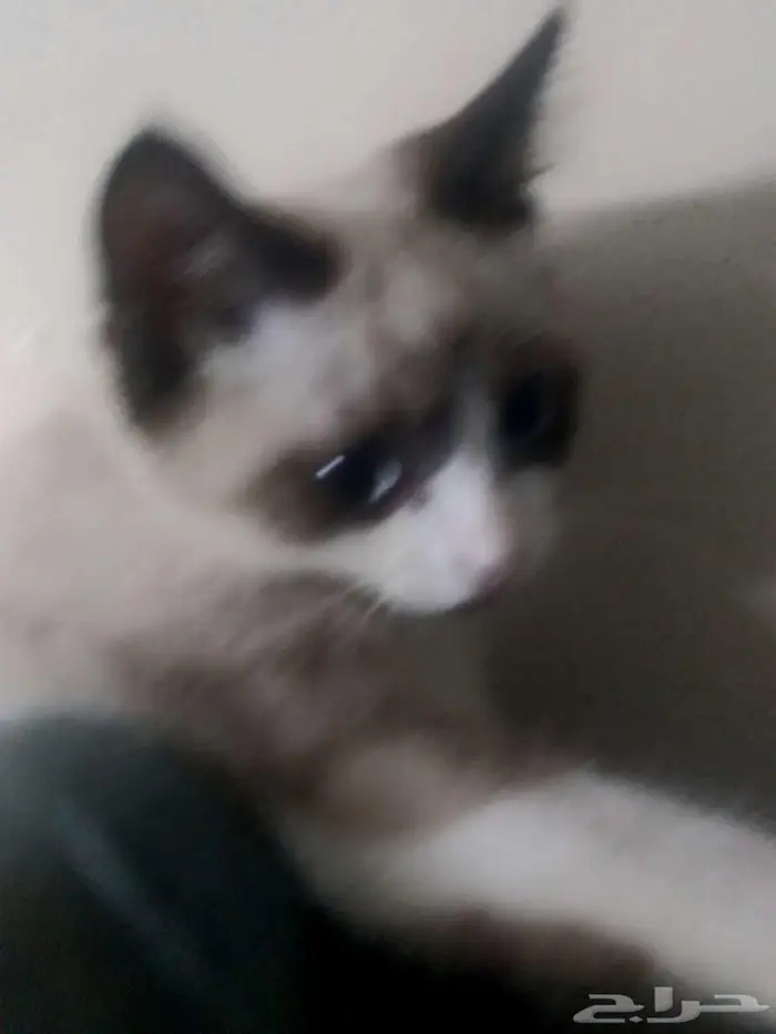 قطه لتبني حي الريان 0