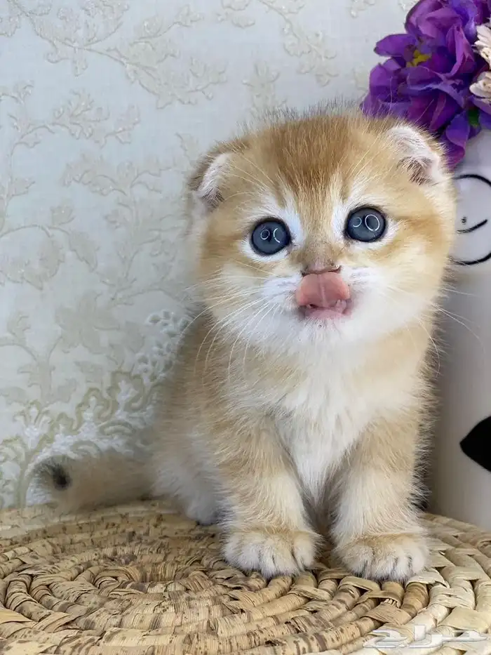 مطلوب كيتن سكوتش فولد أنثى 1