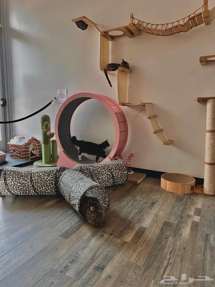 آمان لفندقة وتزاوج القطط 0