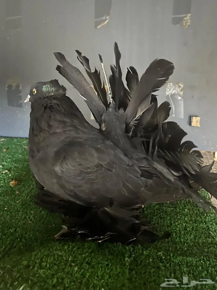 زوج رقاص منتج فاخر 3