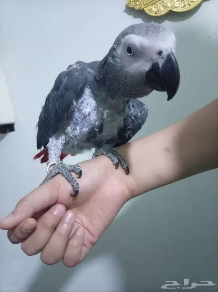 انثي كاسكو اليفةمتكلمةمحللةبشهادةللبيع اوبدل بامازوني 2