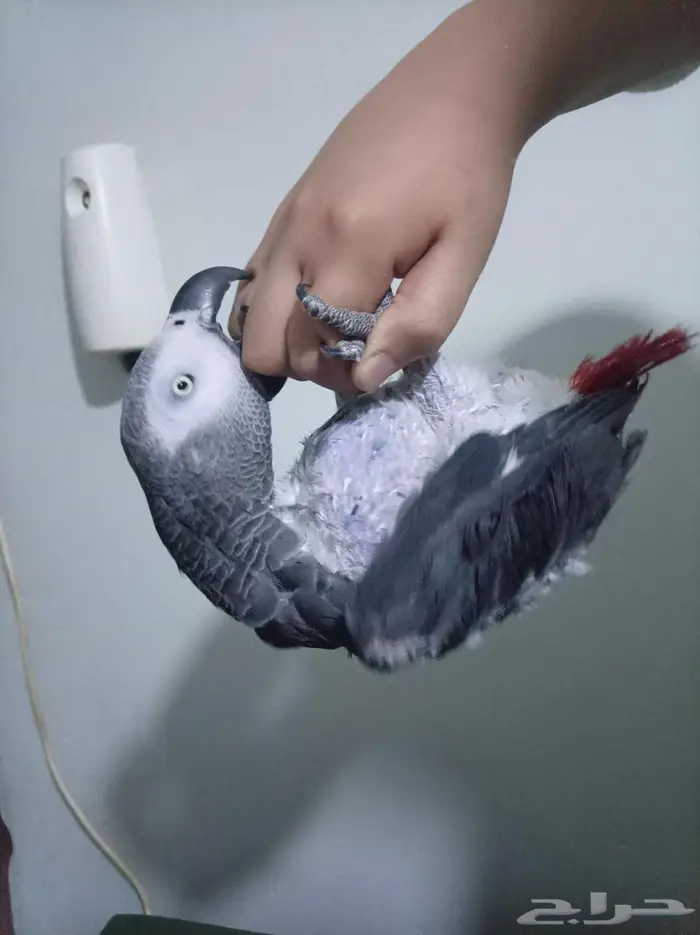 انثي كاسكو اليفةمتكلمةمحللةبشهادةللبيع اوبدل بامازوني 1