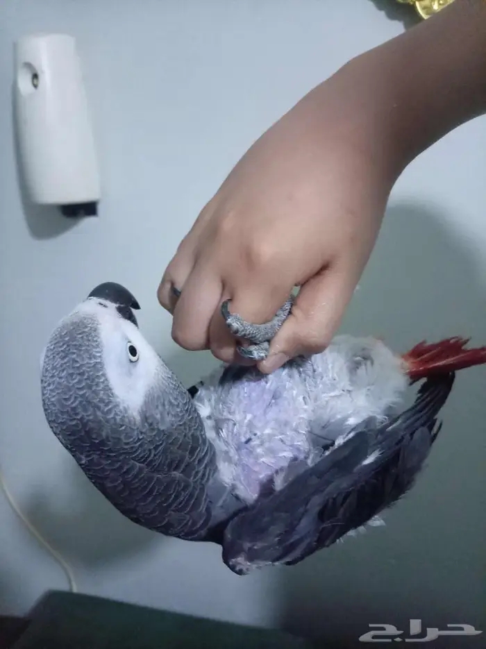 انثي كاسكو اليفةمتكلمةمحللةبشهادةللبيع اوبدل بامازوني 3