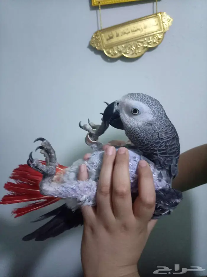 انثي كاسكو اليفةمتكلمةمحللةبشهادةللبيع اوبدل بامازوني 4