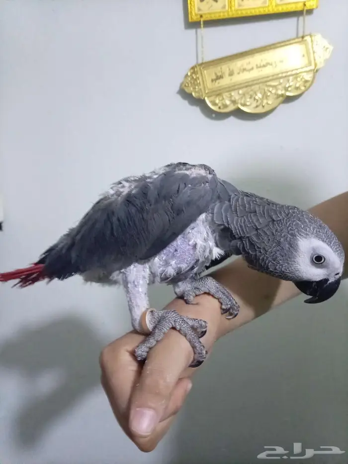 انثي كاسكو اليفةمتكلمةمحللةبشهادةللبيع اوبدل بامازوني 0