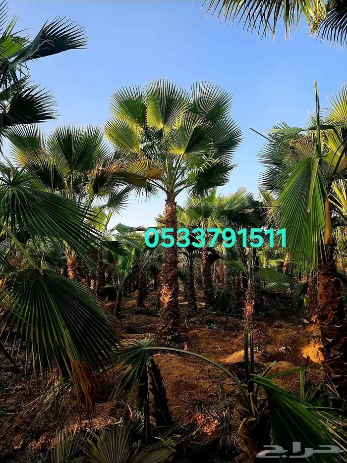 نخل واشنطني زينه 3