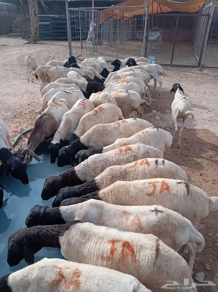 10 برابر للجملة بسعر 480 للراس 1