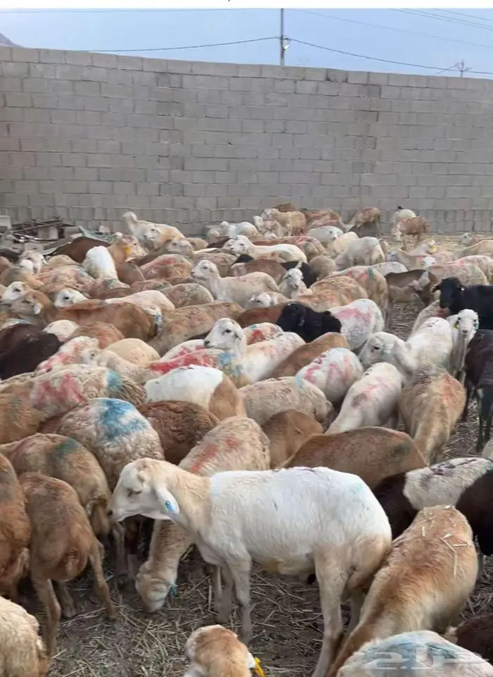 مكه اللحيانيه 2