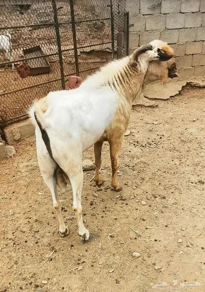 للبيع فحل بيشي صنف ومعرف 1