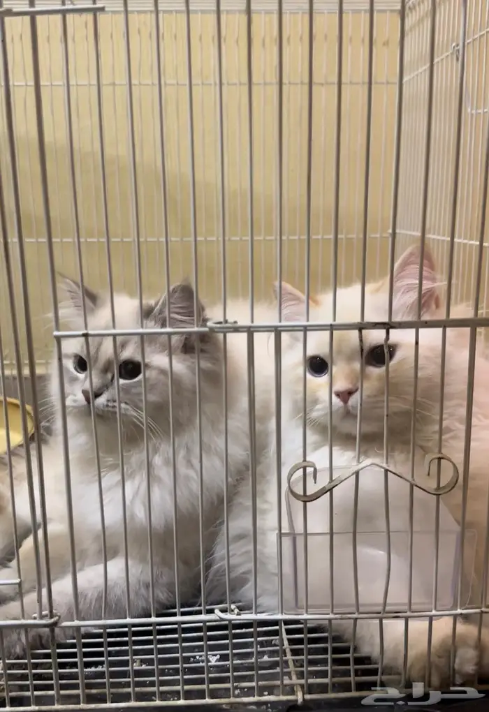 قطط هملايا ذكر وأنثى 1