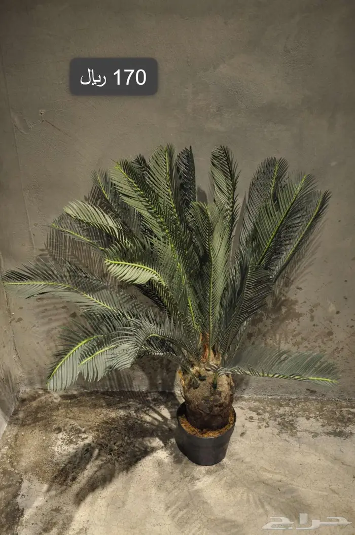 أشجار صناعية مشابة الطبيعي 2