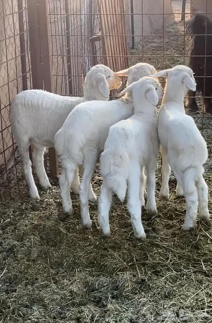 طليان عمر شهرين 0