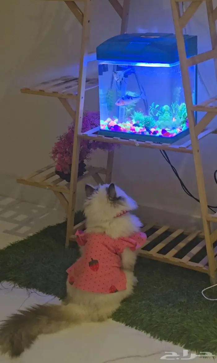 للبيع قط   قطة مع تجهيز كامل   فرصة نادرة لمحبي القطط 1