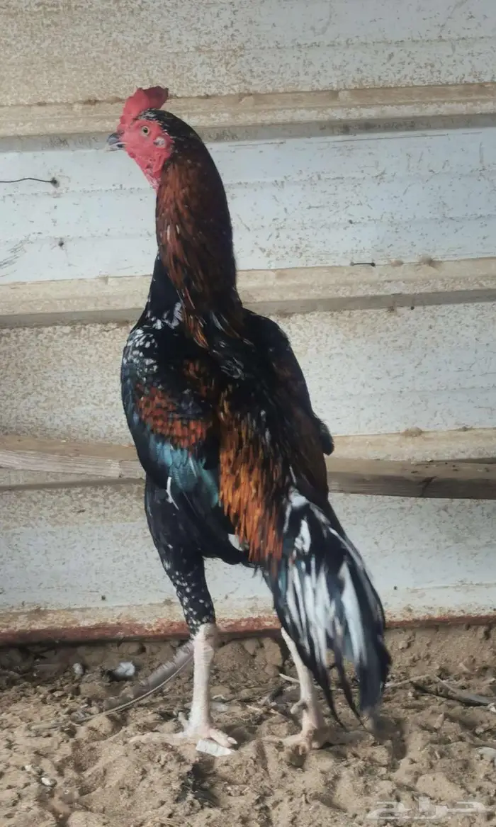 ديك سندي بيور 0