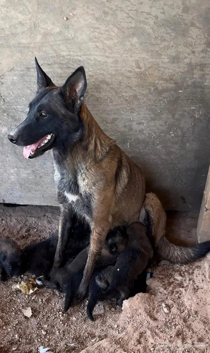 جراء (Malinois   German Shepherd) مستوى عالي 7