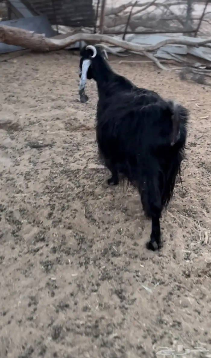 عنز طيبه دافع 0