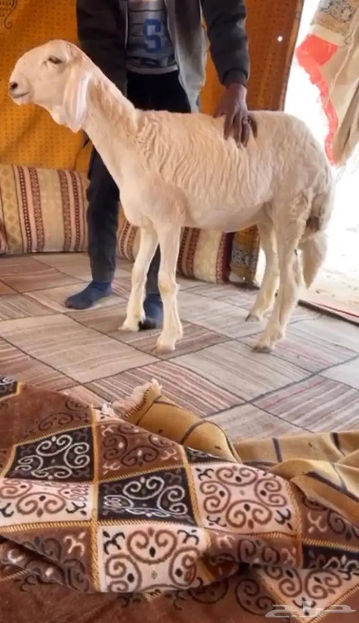 رخل حريه صنف كفو 0