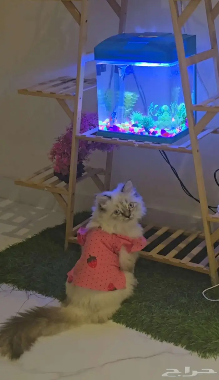 للبيع قط   قطة مع تجهيز كامل   فرصة نادرة لمحبي القطط 3