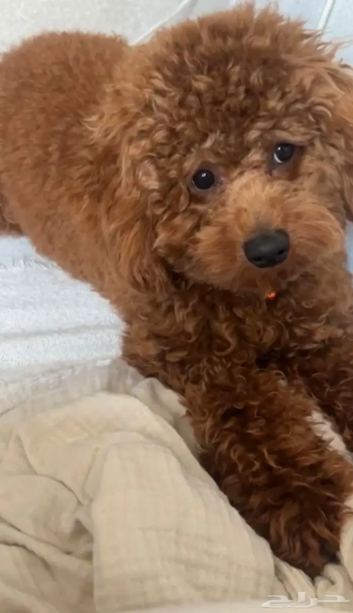 كلب بودل ذكر مستوى عالي 0