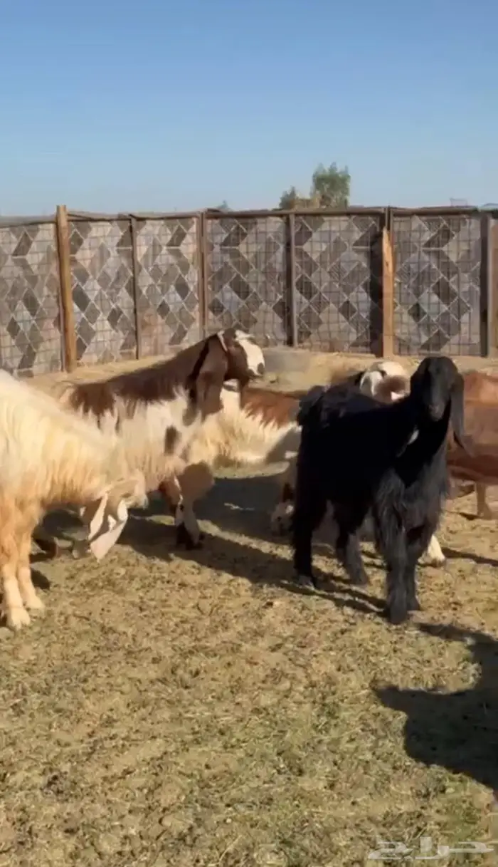 غنم للبيع مع الفحل 0