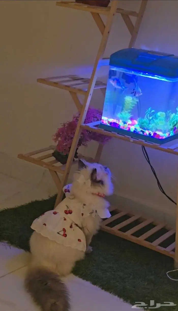 للبيع قط   قطة مع تجهيز كامل   فرصة نادرة لمحبي القطط 2