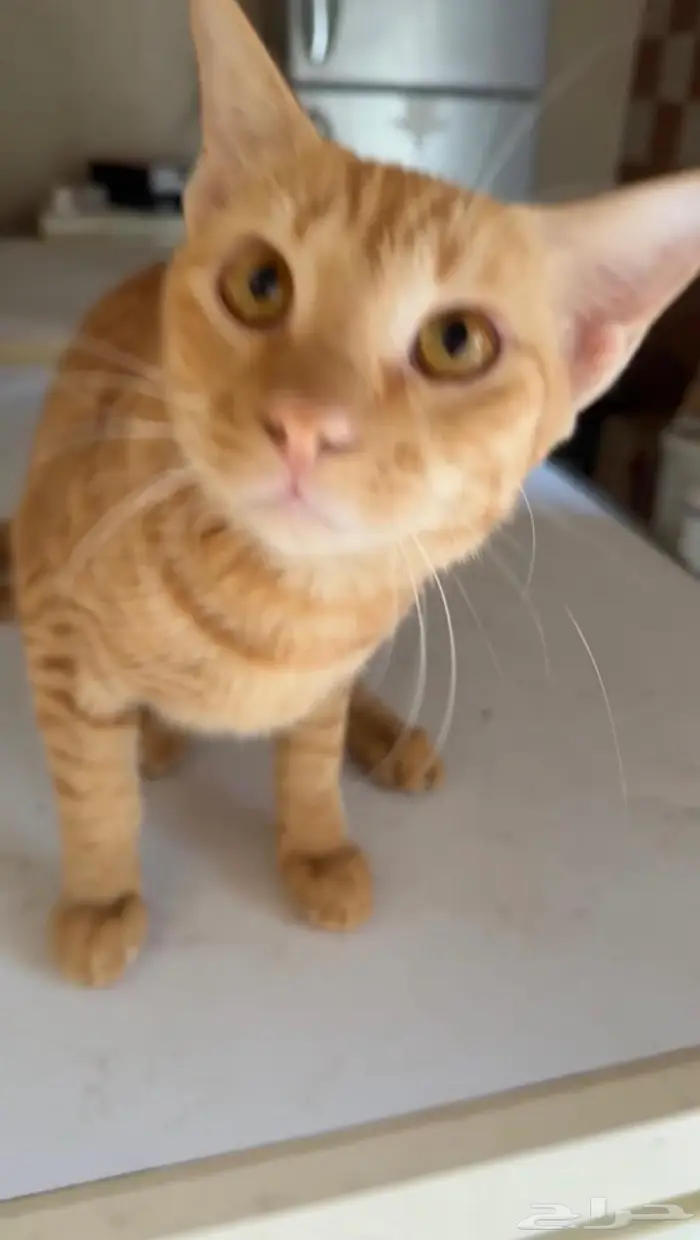 قط برتقالي بلدي للتبني 0