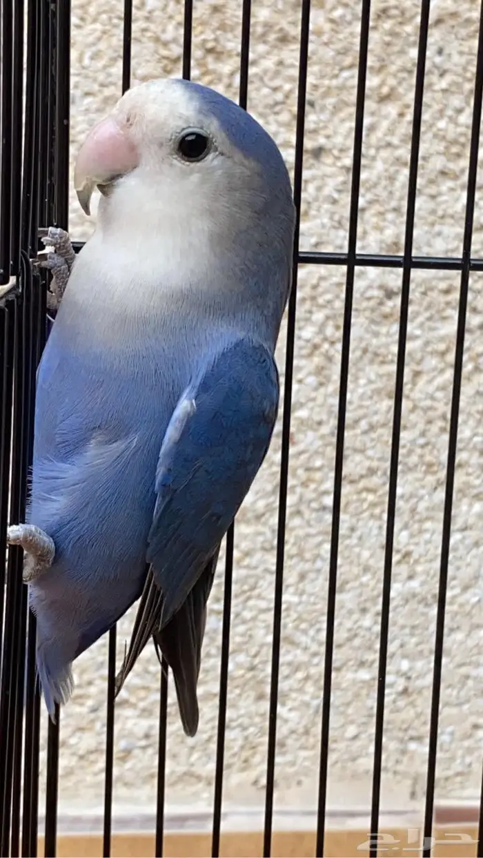 انثى روز منتجه 1