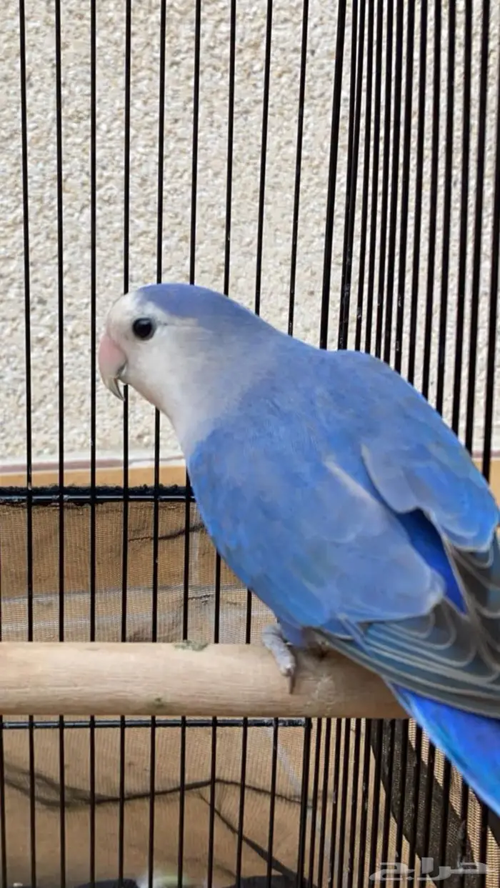 انثى روز منتجه 2