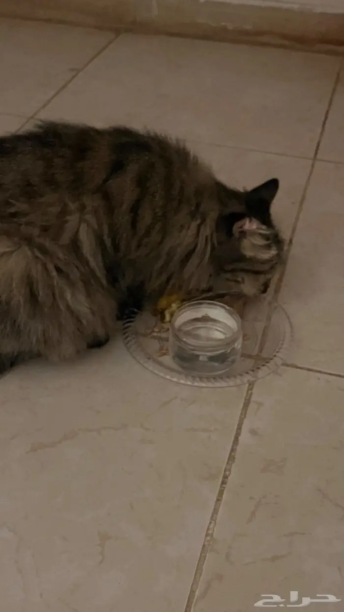 قطة للتبني 1