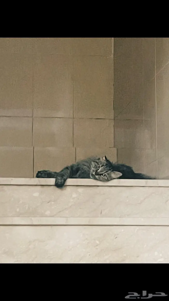 قطة للتبني 0