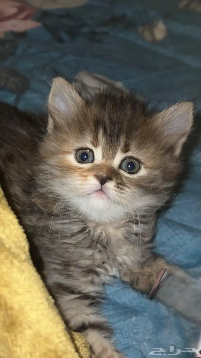 قطة أنثى للبيع- تم البيع 0