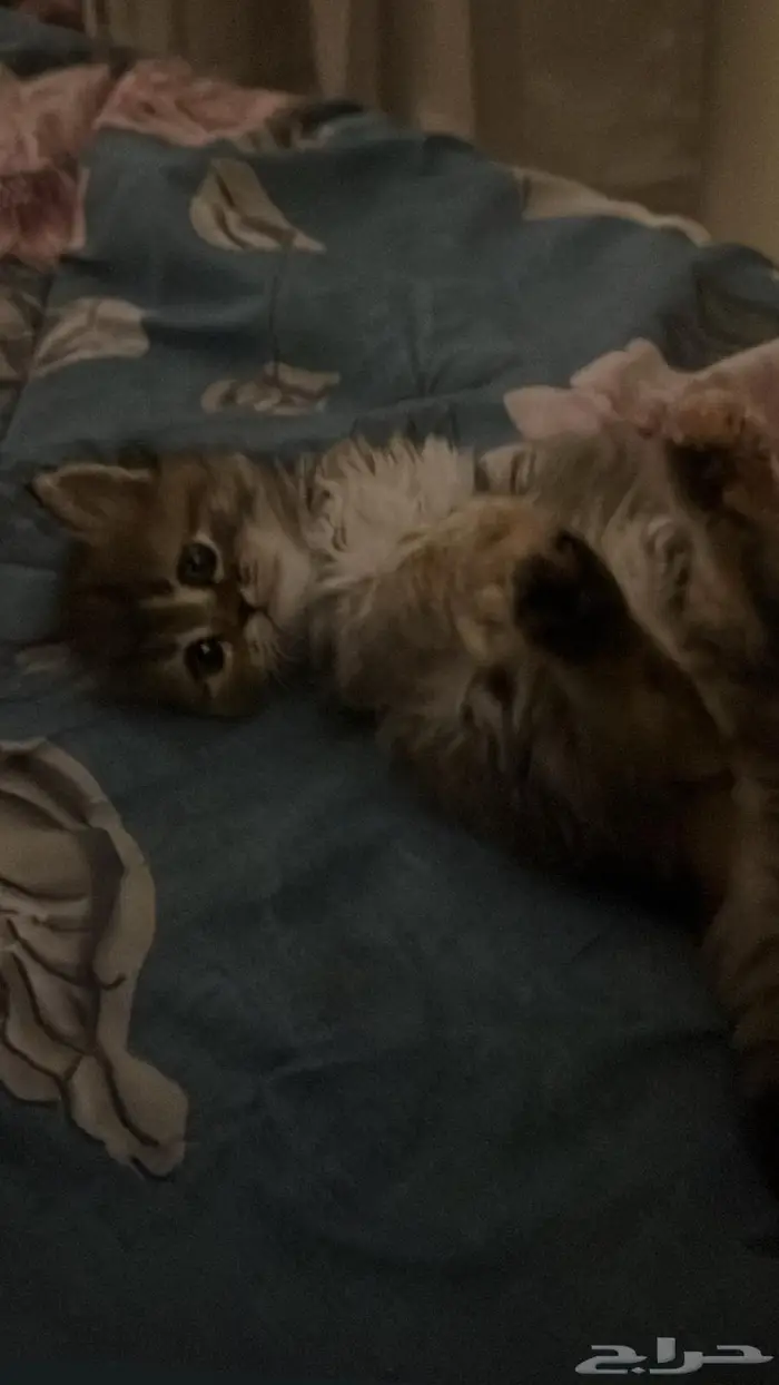 قطة أنثى للبيع- تم البيع 3