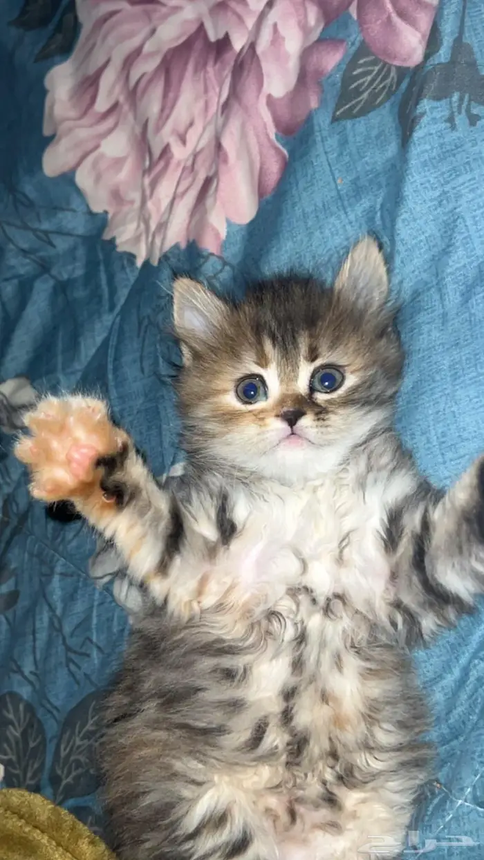 قطة أنثى للبيع- تم البيع 1