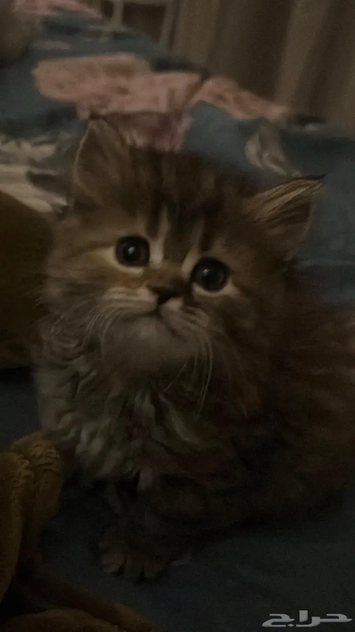 قطة أنثى للبيع- تم البيع 2