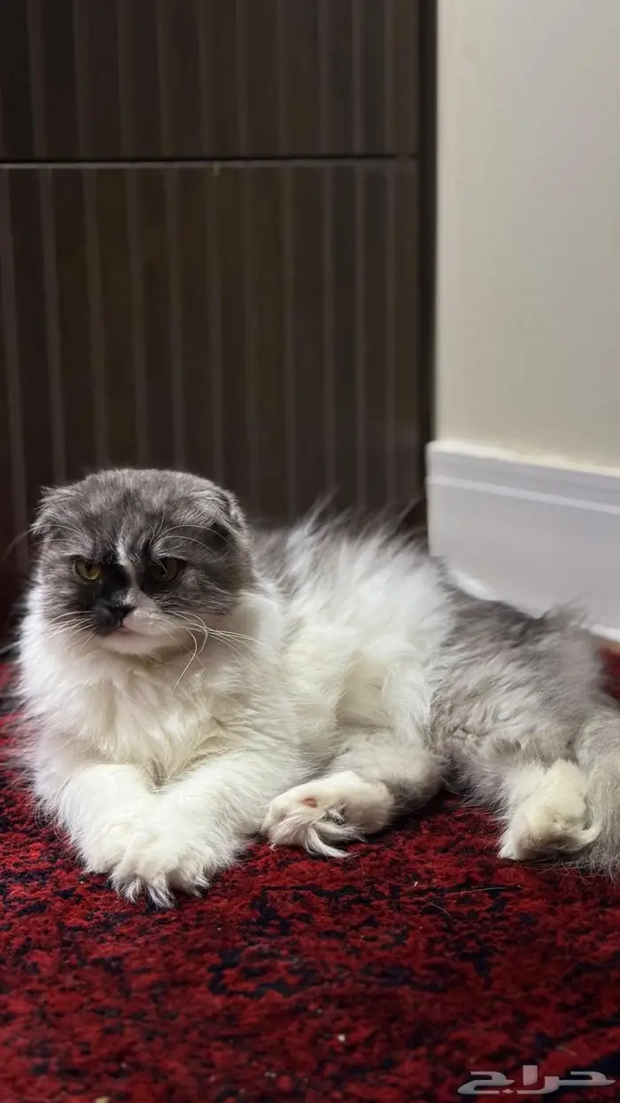 للبيع انثى سكوتش فولد بريتش حامل بسعر مغري 2