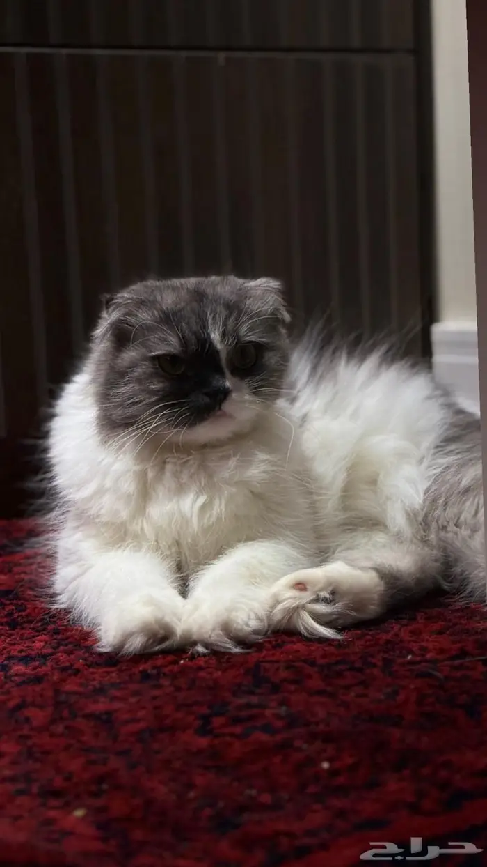 للبيع انثى سكوتش فولد بريتش حامل بسعر مغري 3