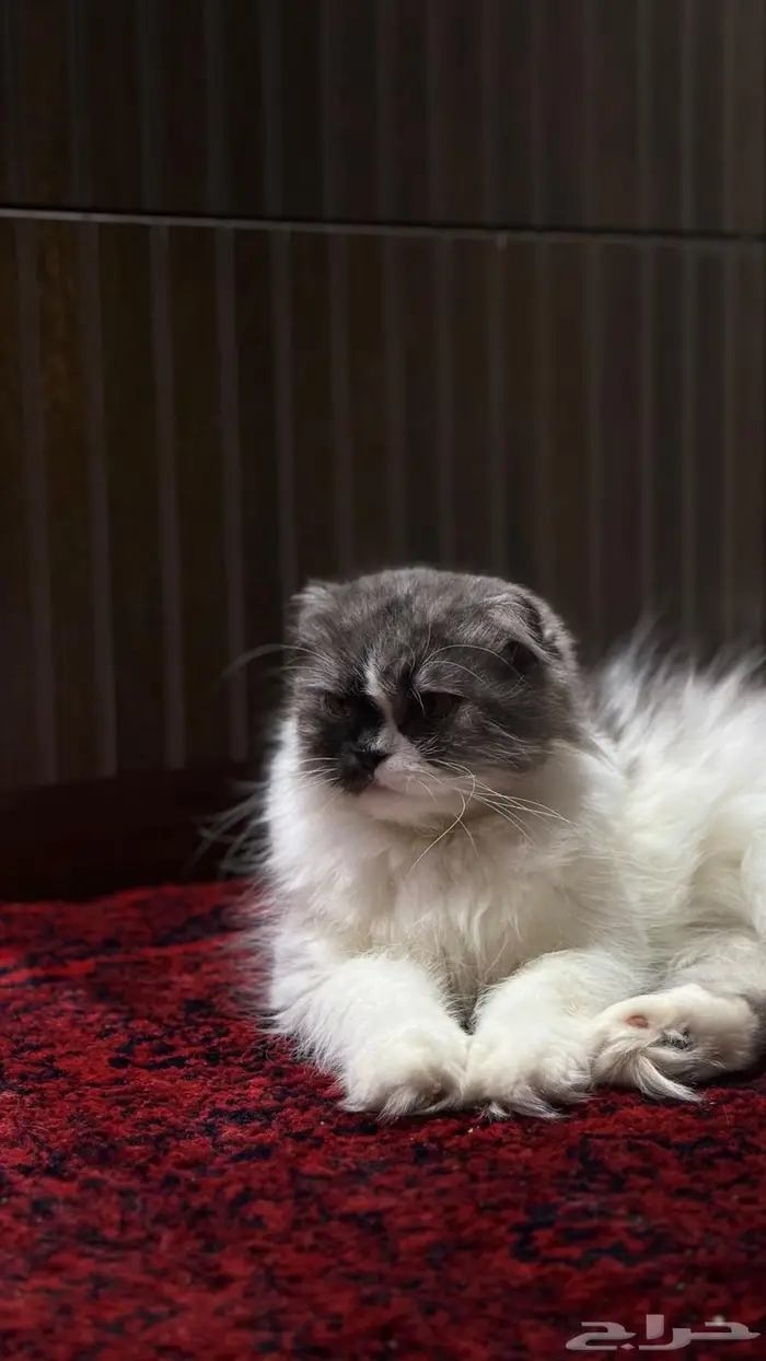 للبيع انثى سكوتش فولد بريتش حامل بسعر مغري 0