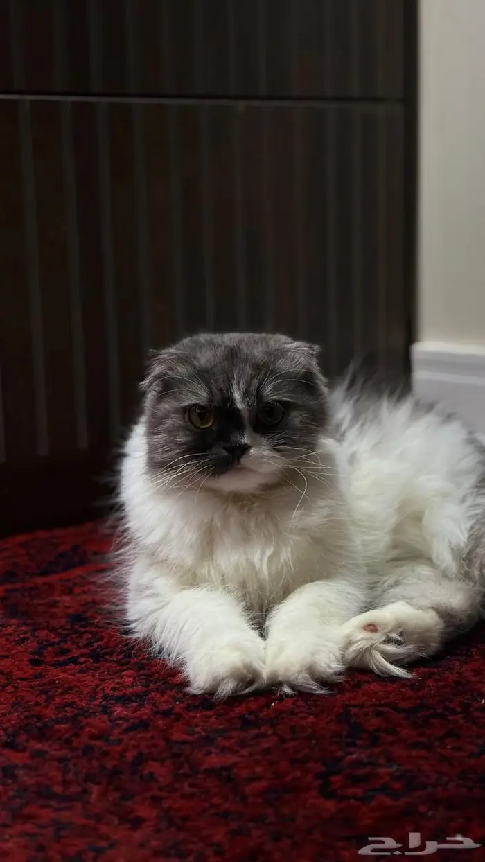 للبيع انثى سكوتش فولد بريتش حامل بسعر مغري 1