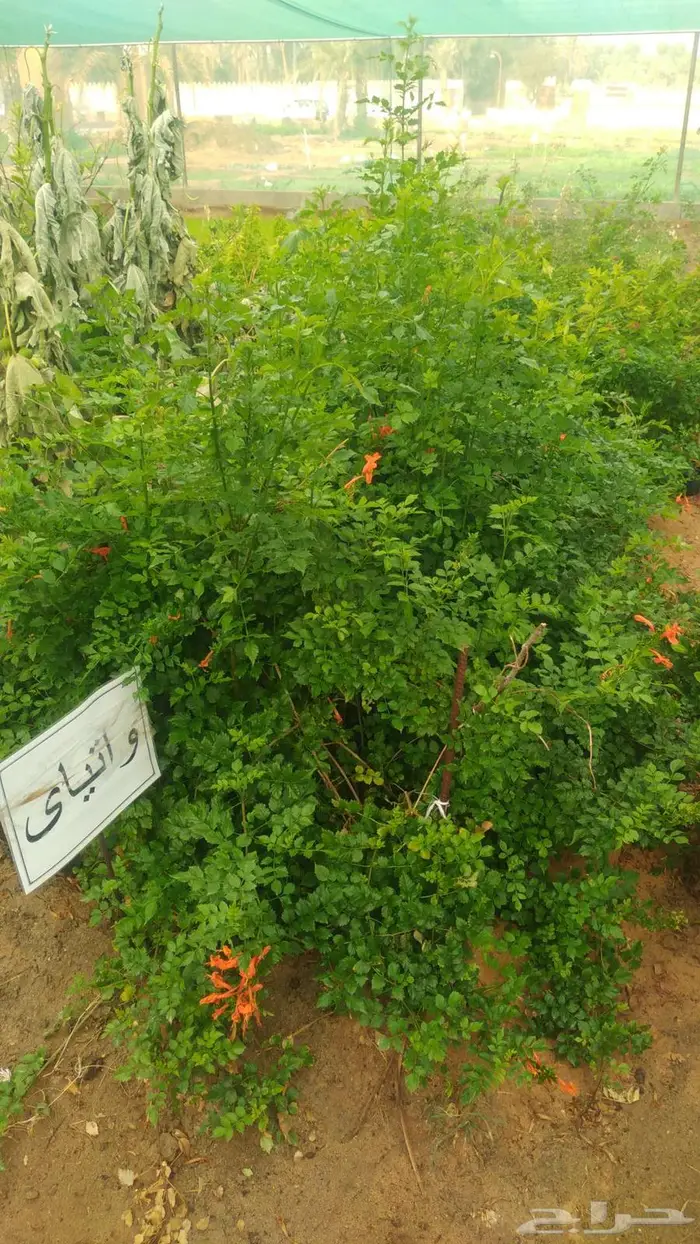 مشتل المتزن لبيع جميع الشتلات البكيرية 10