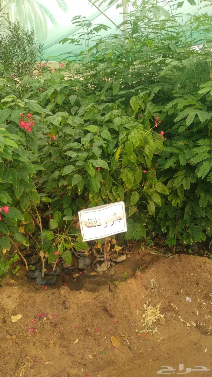 مشتل المتزن لبيع جميع الشتلات البكيرية 9