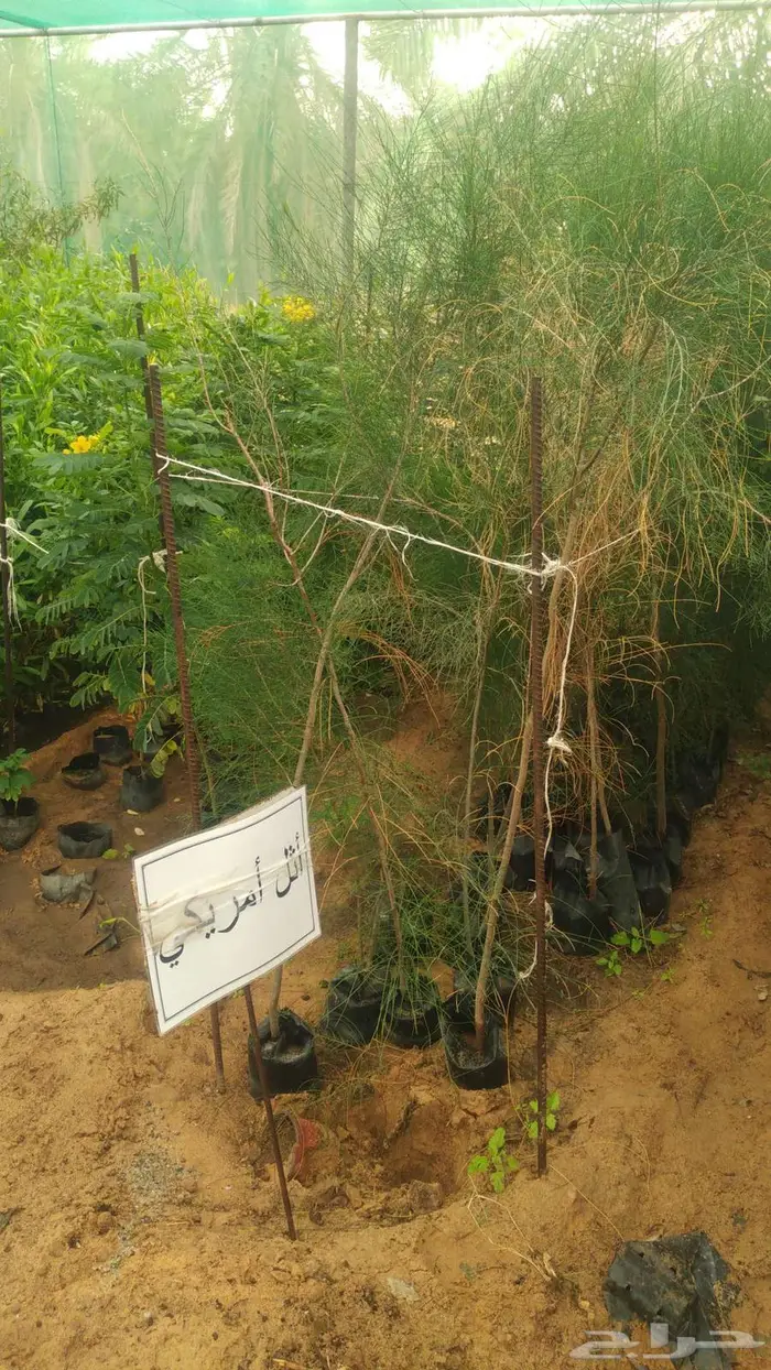 مشتل المتزن لبيع جميع الشتلات البكيرية 11