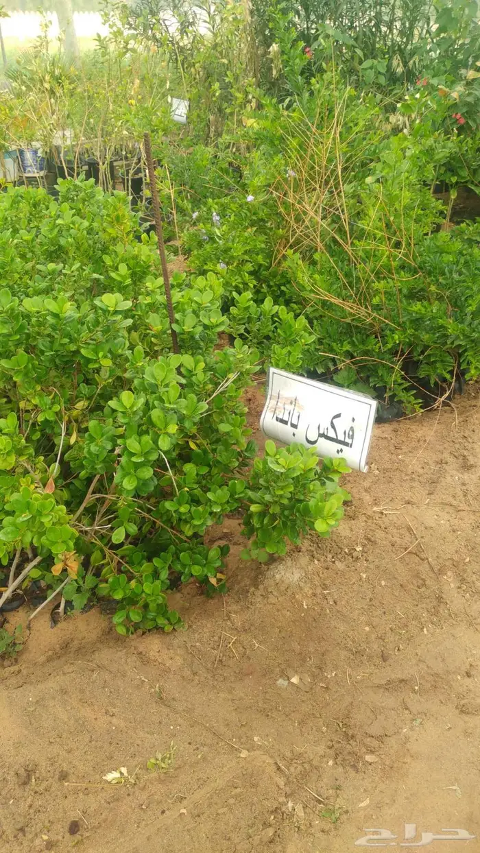 مشتل المتزن لبيع جميع الشتلات البكيرية 12